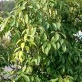 Blue Japanese oak (Quercus glauca), foliage, Osaka-fu, Japan