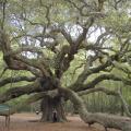 Angel Oak, Johns Island, South Carolina