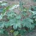 Castor (Ricinus communis) habit