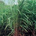 Itchgrass