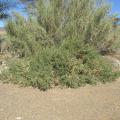 Lyebush (Salsola aphylla), habit