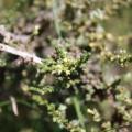 Salsola (Salsola glabrescens) habit