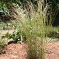 Crimson bluestem (Schizachyrium sanguineum) habit