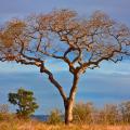 Marula (Sclerocarya birrea) tree 