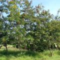 Siamese senna (Senna siamea) tree