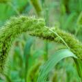 Foxtail millet (Setaria italica L.), spike and foliage