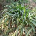 Big-leaf bristle grass (Setaria megaphylla), habit