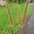 Golden millet (Setaria sphacelata) seed-heads, Australia