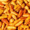 Silkworm pupae