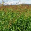 Columbus grass (Sorghum x almum), habit, USA