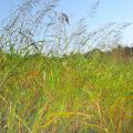 Aleppo grass (Sorghum halepense) thicket,
