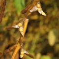 Soybean plant with seeds