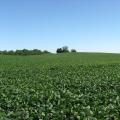 Soybean field, Ohio