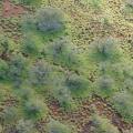 Spear grass (Heteropogon contortus), aerial view, Inland, Kahoolawe, Hawaii