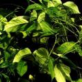 African yam bean (Sphenostylis stenocarpa) foliage