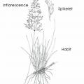 Sporobolus marginatus