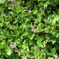 Greenleaf desmodium (Desmodium intortum), habit