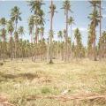 St Augustine grass (Stenotaphrum secundatum) in coconut plantation