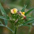 African stylo (Stylosanthes fruticosa), Hyderabad, India