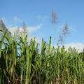 Sugarcane plants, La Réunion