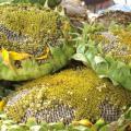 Sunflower heads