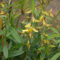 Sunn hemp (Crotalaria juncea), habit, India