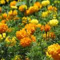 Tagetes erecta flowers