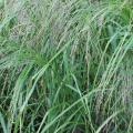 Teff (Eragrostis tef), flowering plant