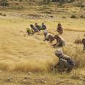Teff (Eragrostis tef), harvest, Northern Ethiopia