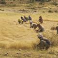 Teff (Eragrostis tef), harvest, Northern Ethiopia