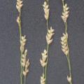 Teff (Eragrostis tef), spikelets