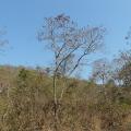 Asna (Terminalia elliptica) habit