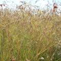 Themeda triandra