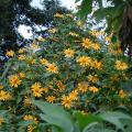 Mexican sunflower (Tithonia diversifolia), habit, Cordoba, Mexico