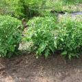 Tomato plants