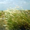 False Rhodes grass (Trichloris crinita) habit in cultivated stand