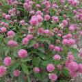 Red clover flowers