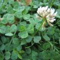 White clover (Trifolium repens) flower