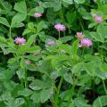 Persian clover (Trifolium resupinatum), foliage and flowers