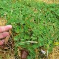 Subclover (Trifolium subterraneum), stand, foliage close-up