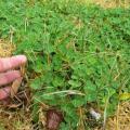 Subclover (Trifolium subterraneum), stand, foliage close-up