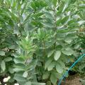 Faba bean plant (Vicia faba)