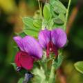 Vicia sativa flowers