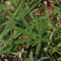 Mat bean (Vigna aconitifolia) leaves