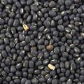 Black gram (Vigna mungo) seeds