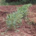 Field of bambara groundnut