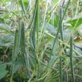 Rice bean (Vigna umbellata)