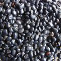 Cowpea, black variety, Vietnam