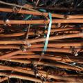 Vine shoots collected after the grape harvest