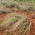 Weeping love grass (Eragrostis curvula)